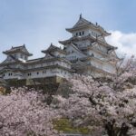 Fioritura dei ciliegi: la magia della primavera in Giappone